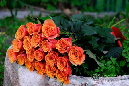 Букет из 19 оранжевых роз "Испания"